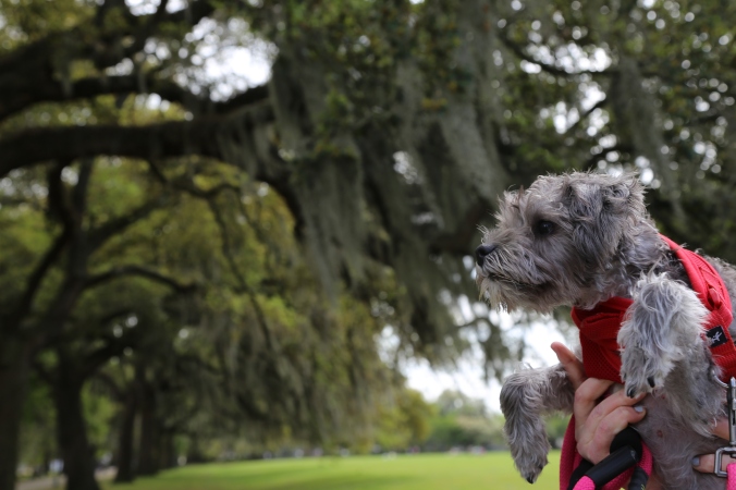 Zoe-Magic Puppy-Schnoodle. Forsyth Park, Savannah, GA.